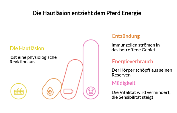 Löwe Pferd Körper Energie